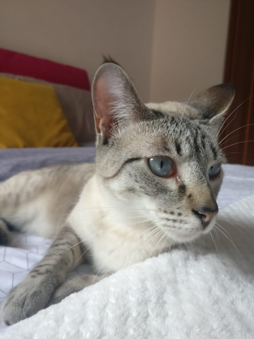 Mia