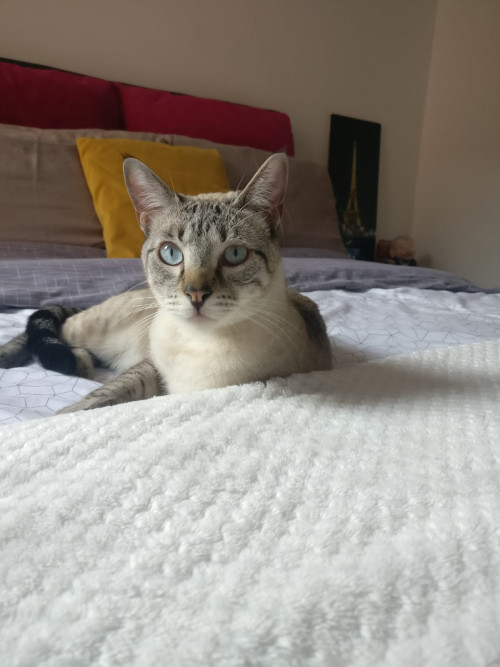 Mia