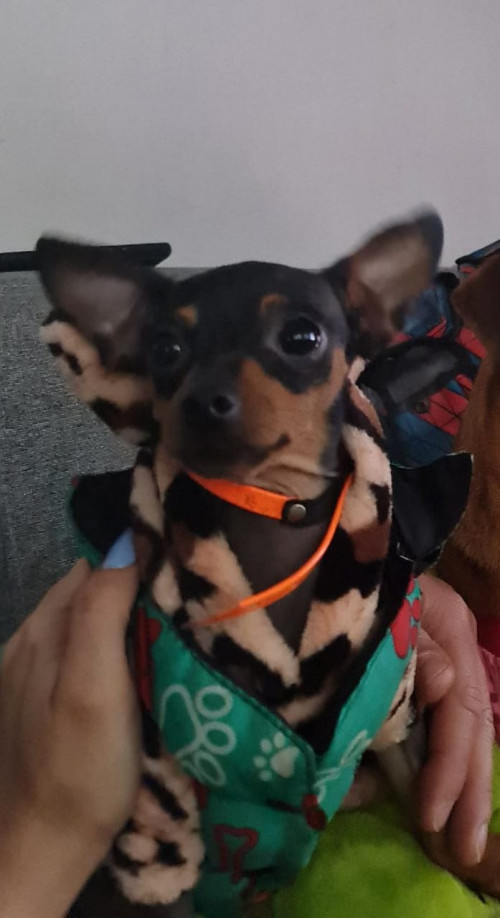 Gaspar