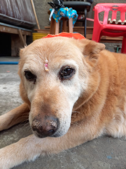 Canela
