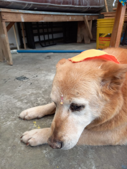 Canela