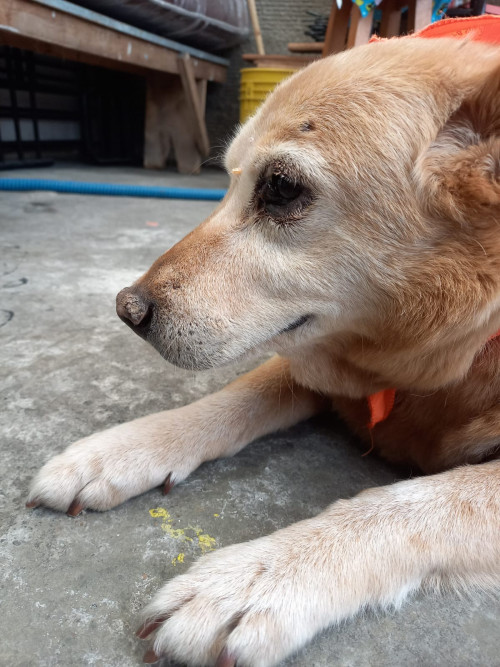 Canela