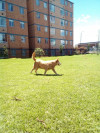 Foto de Canela en  Bogota #3