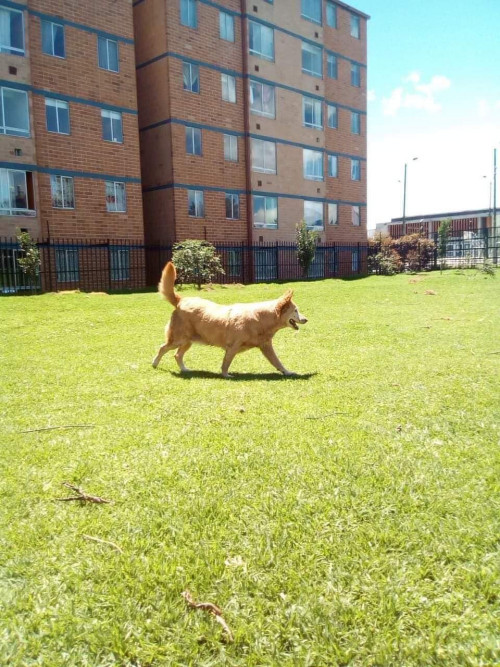 Canela