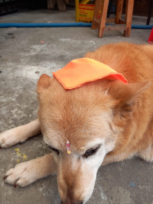 Canela