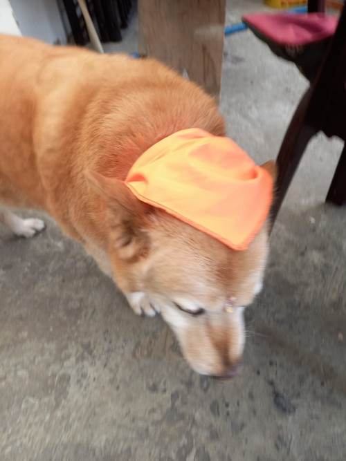 Canela