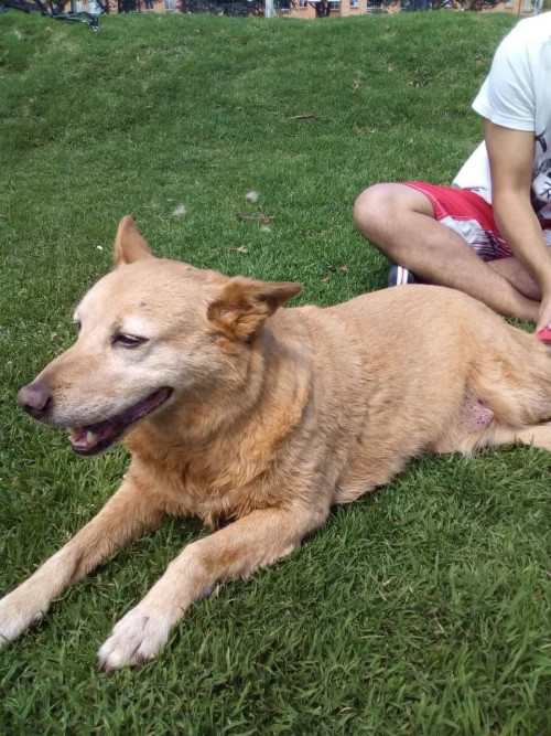 Canela