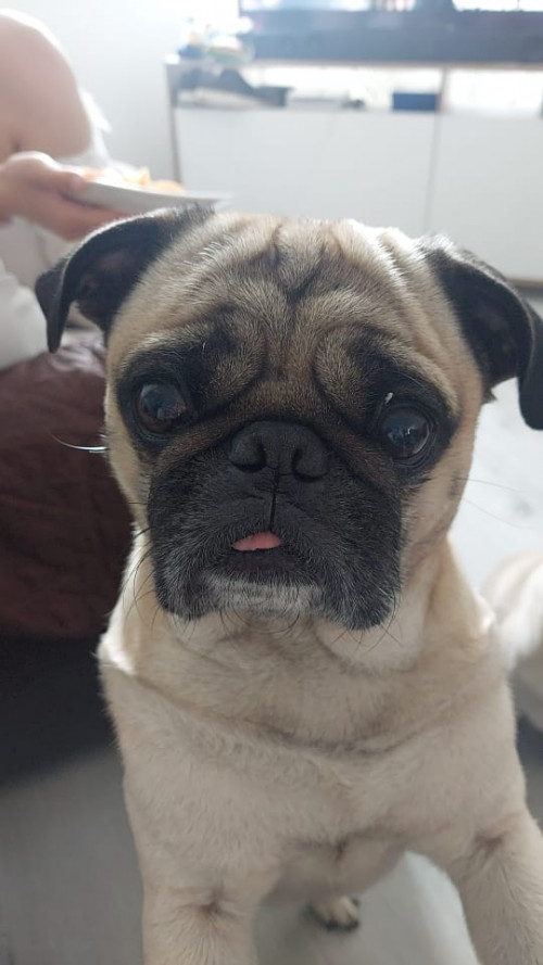 Tobby