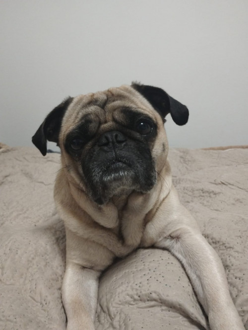 Tobby