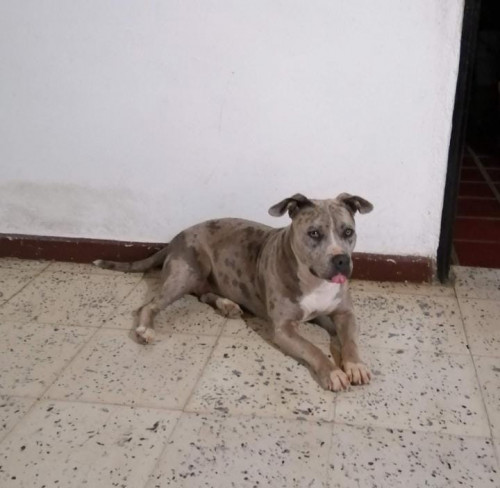 Mila
