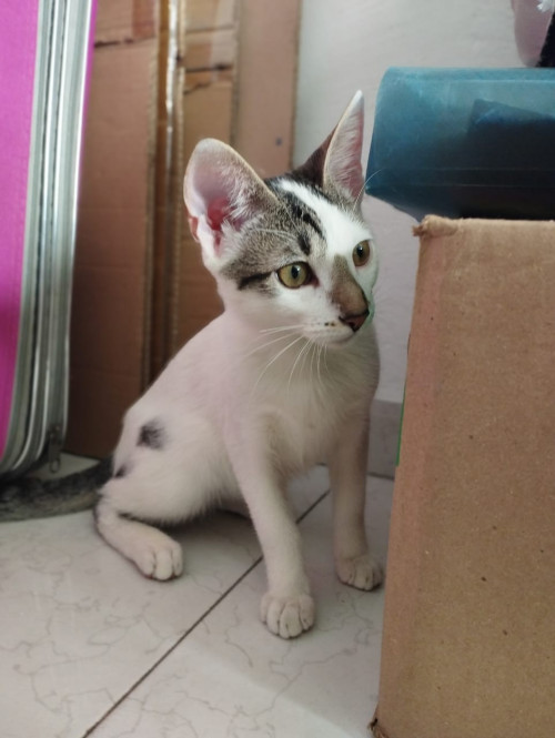 Arabella