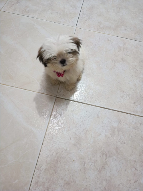 Kiara