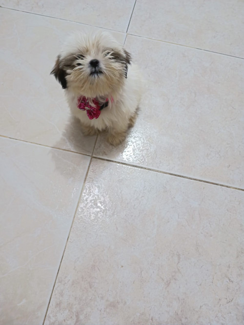 Kiara