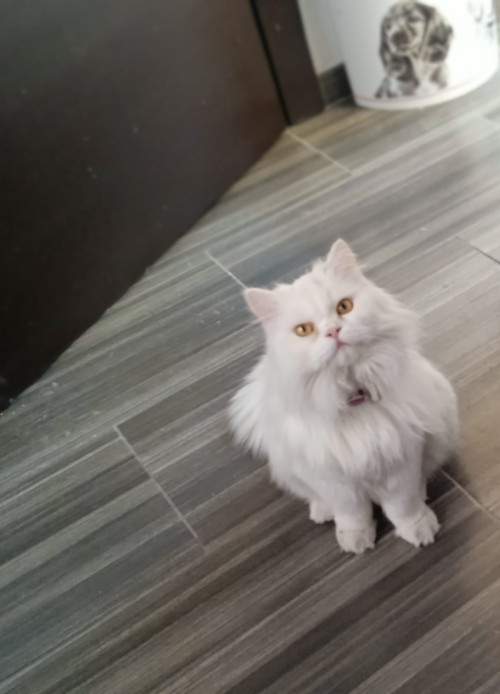 Leo