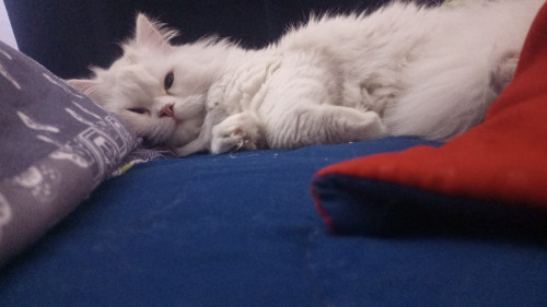 Leo