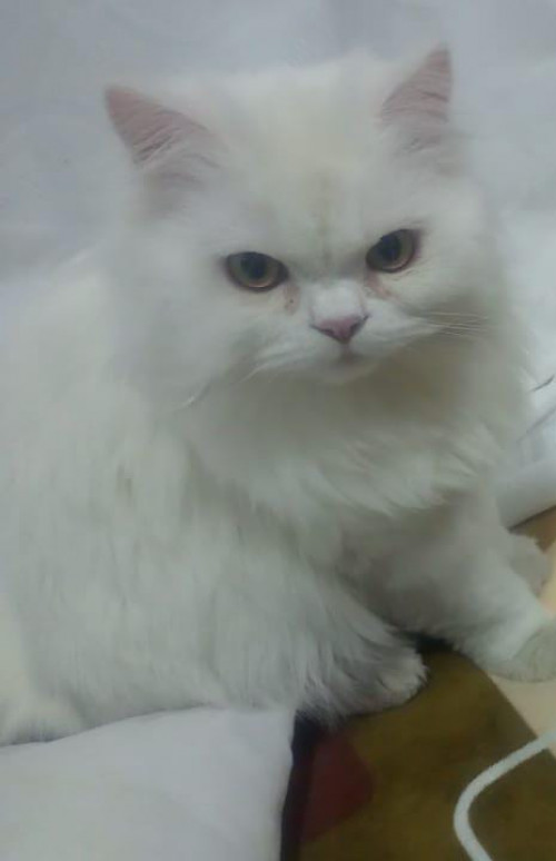 Leo