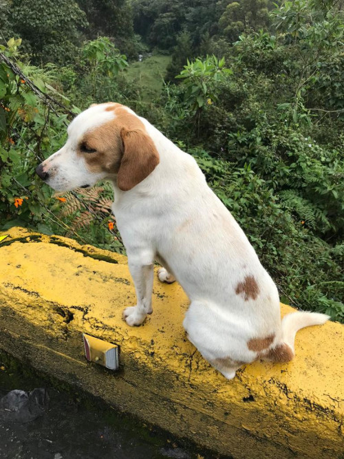 Niño