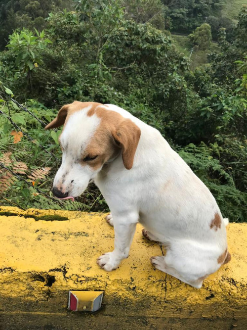 Niño