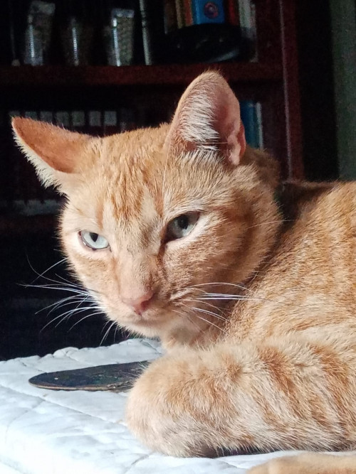 Viejito
