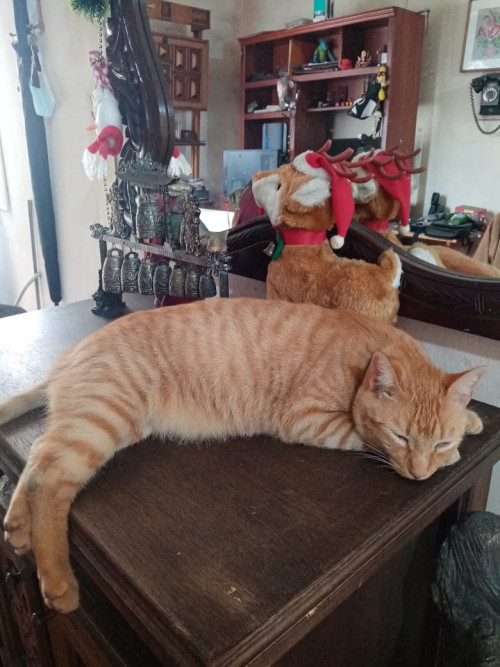 Viejito