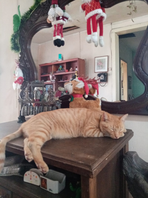 Viejito
