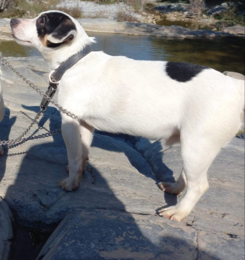 Milo