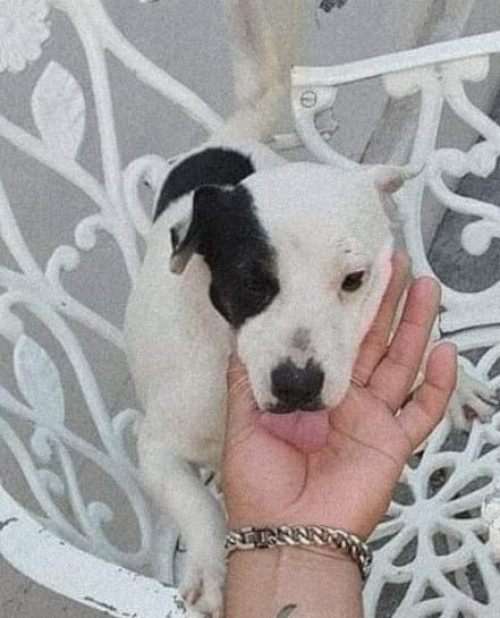 Milo