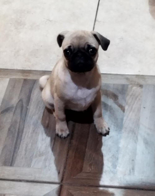 Isabelita