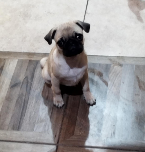 Isabelita