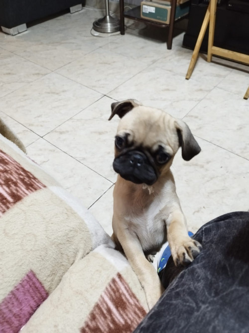 Isabelita