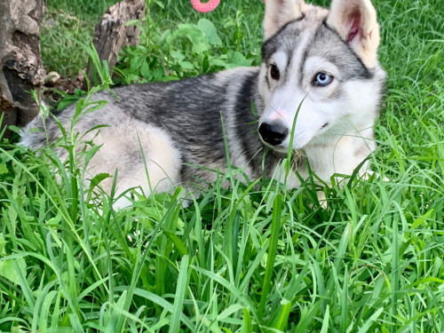 Frida