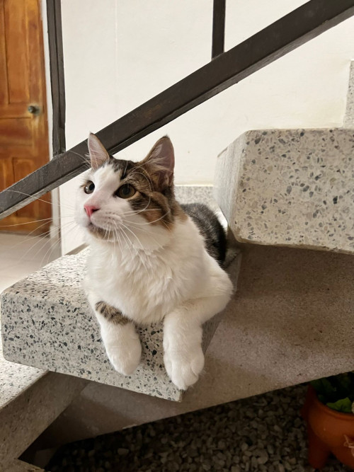 Paco