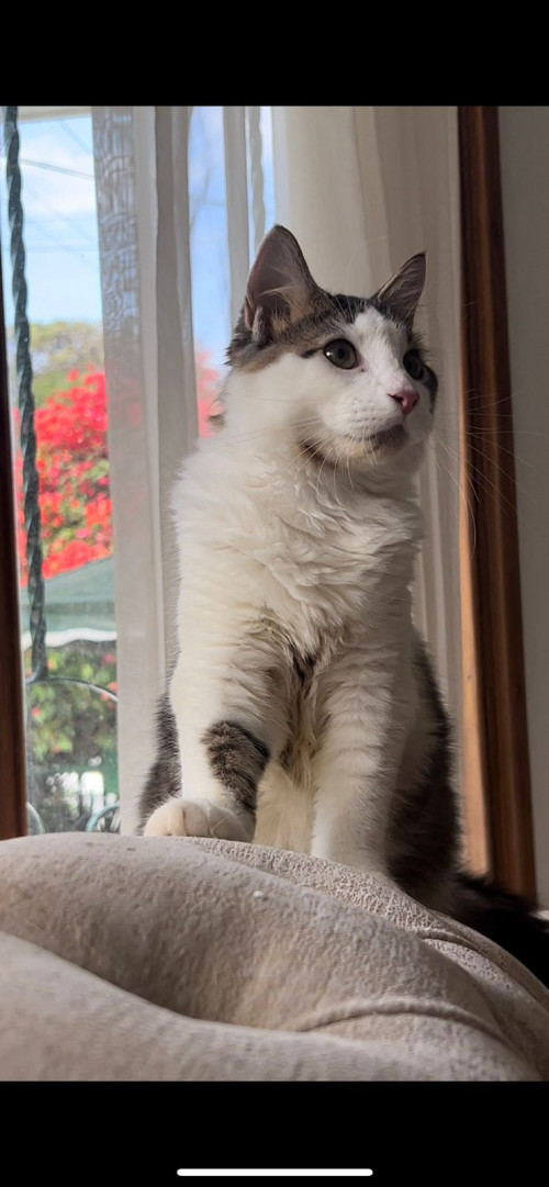 Paco