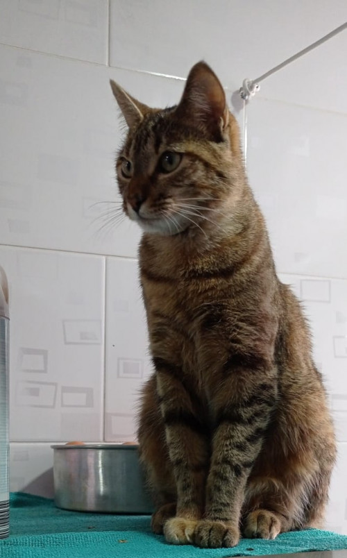 Kira