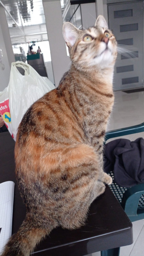 Kira