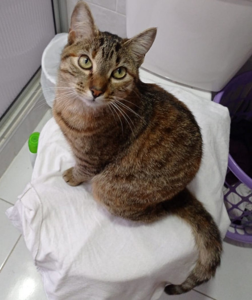 Kira