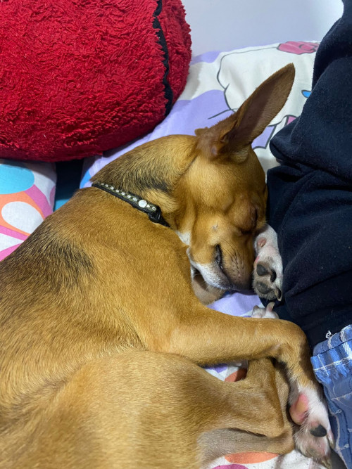 Ottis