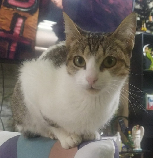 Caty