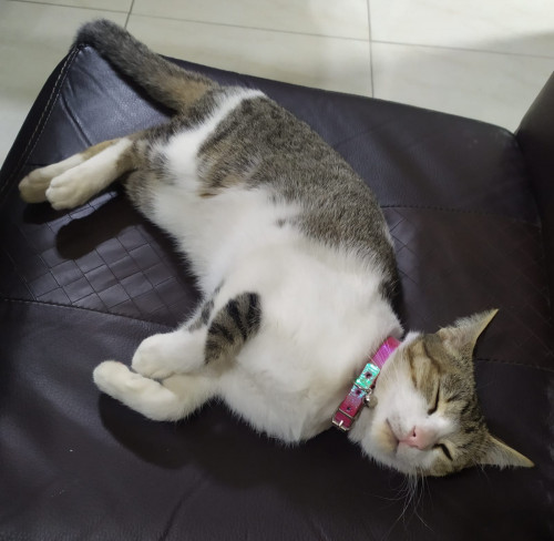 Caty