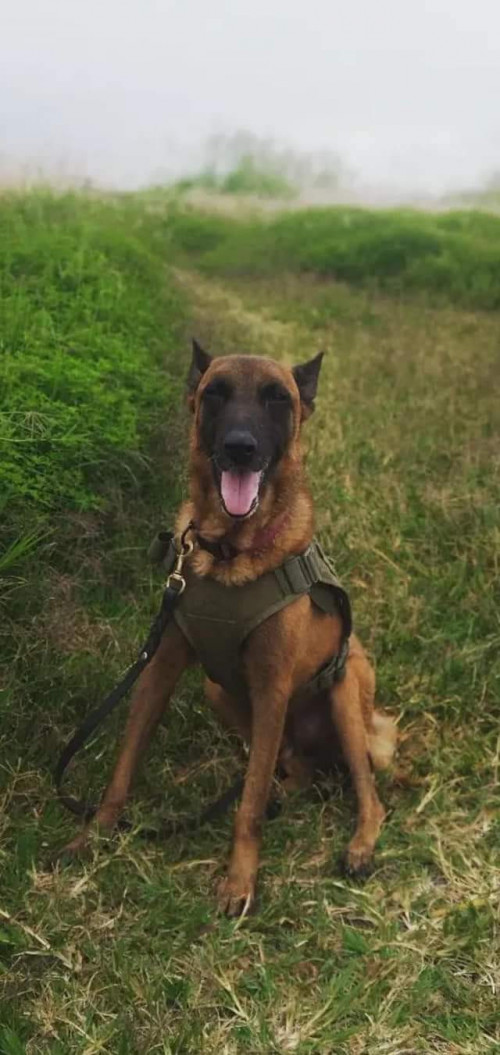 Nacho