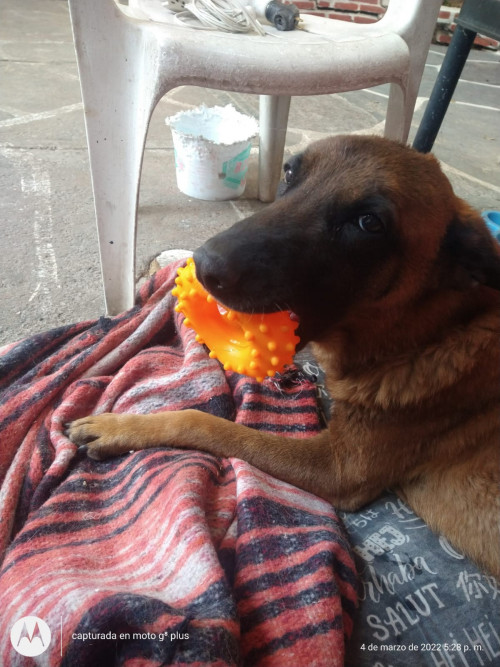 Nacho