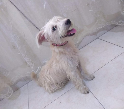Princesa