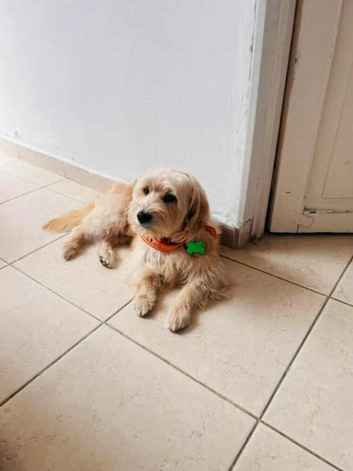 Scooby