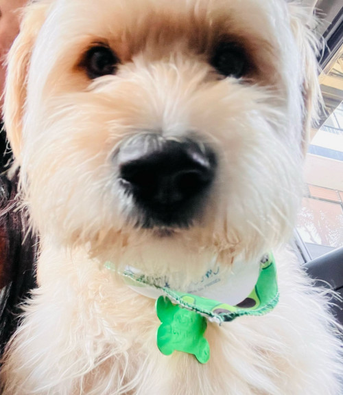 Scooby