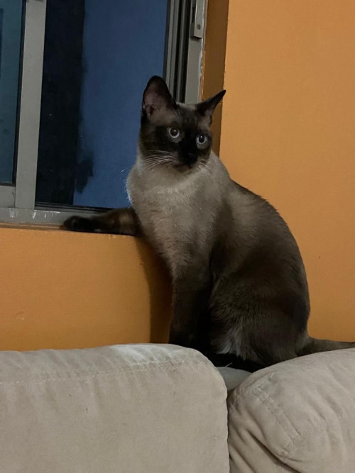 Centavito