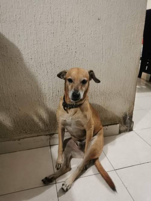 Chiquito
