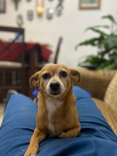 Bella Y Choco