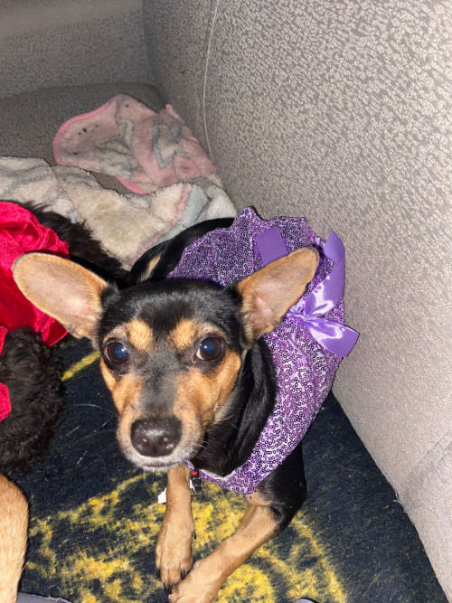 Bella Y Choco