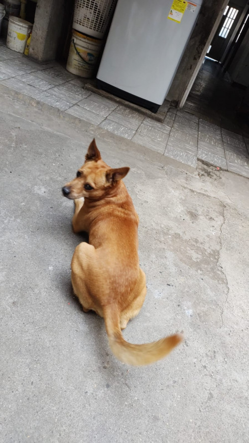 Saimon