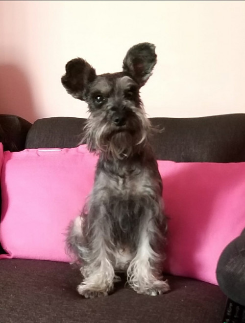 Gala